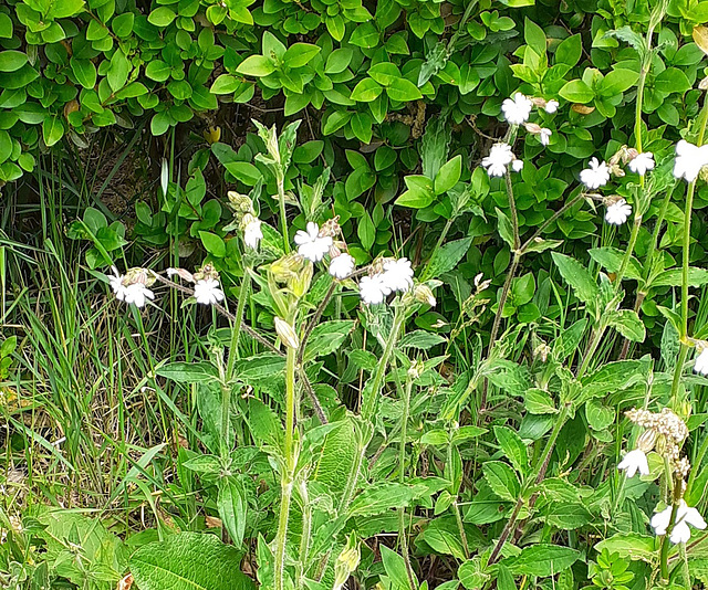 8 - Silène de face