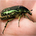 IMG 0462 Rose Chaferv2