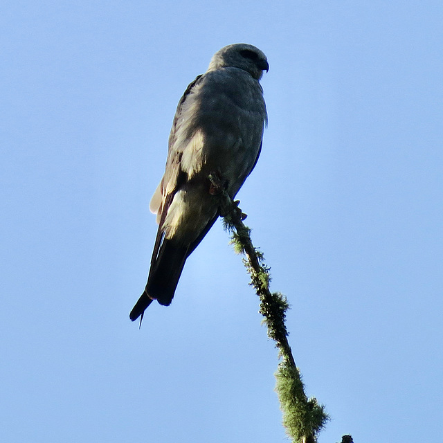 Mississippi kite - Ictinia mississippiensis