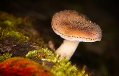 Der Pilz hat einen schönen Platz im Moos gefunden :))  The mushroom has found a nice place in the moss :))  Le champignon a trouvé une belle place dans la mousse :))