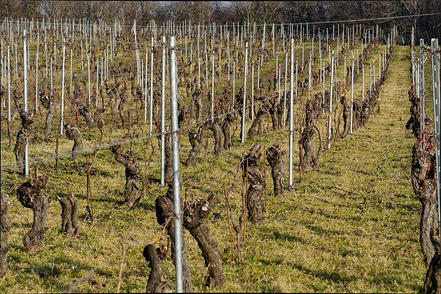 Le vignoble plein de fantômes. Bonne visite!