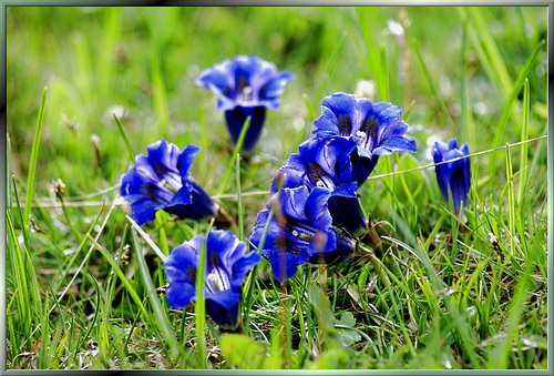 Alpen-Enzian (Gentiana alpina).  ©UdoSm