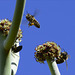 Bees on Euphorbia kamponii ..