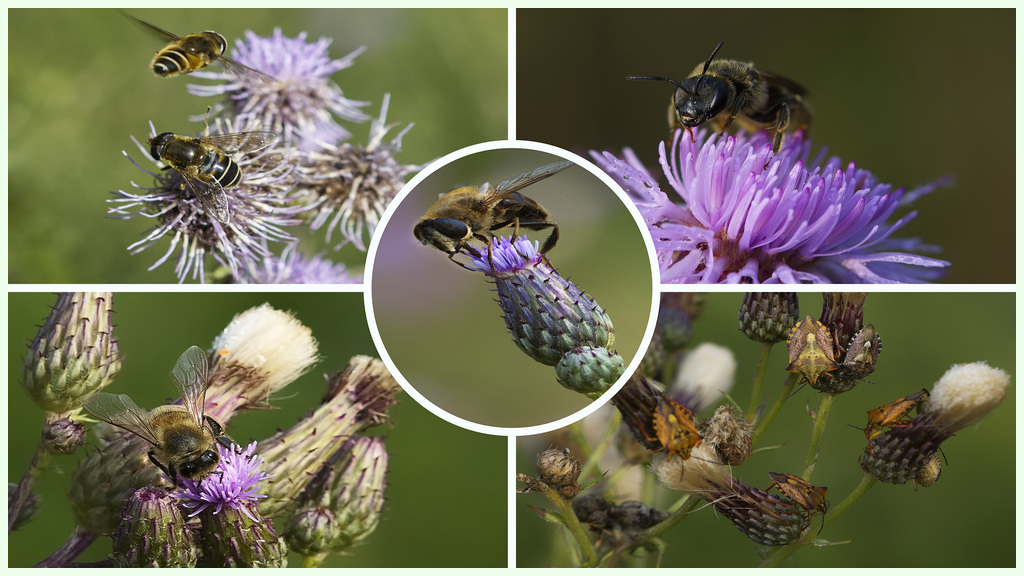 Insectes à gogo.