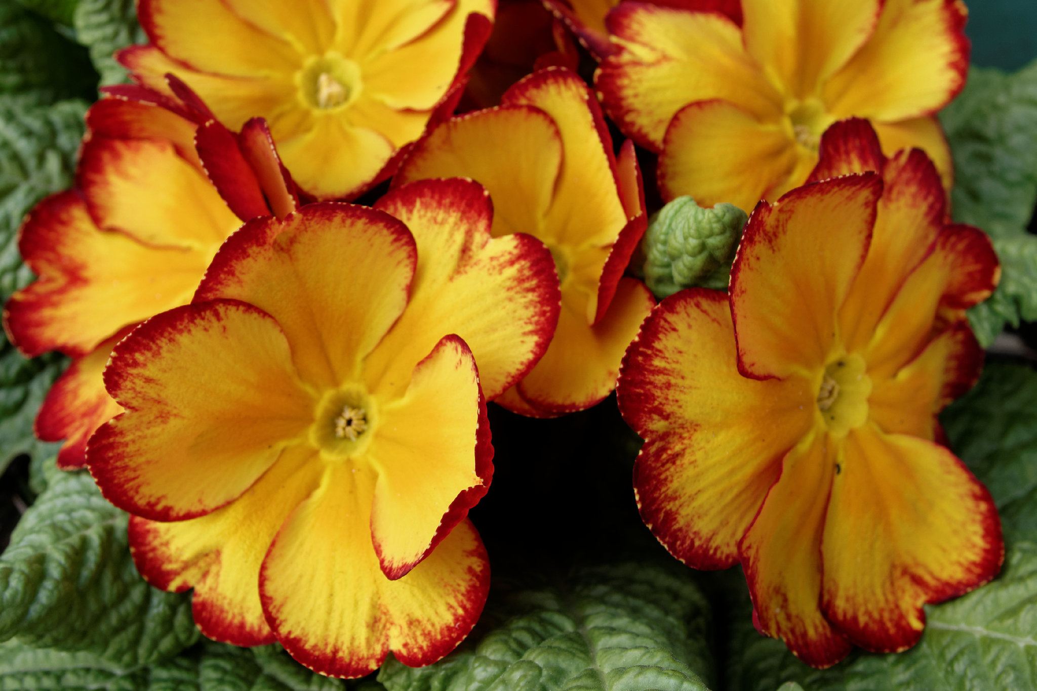 Polyanthus