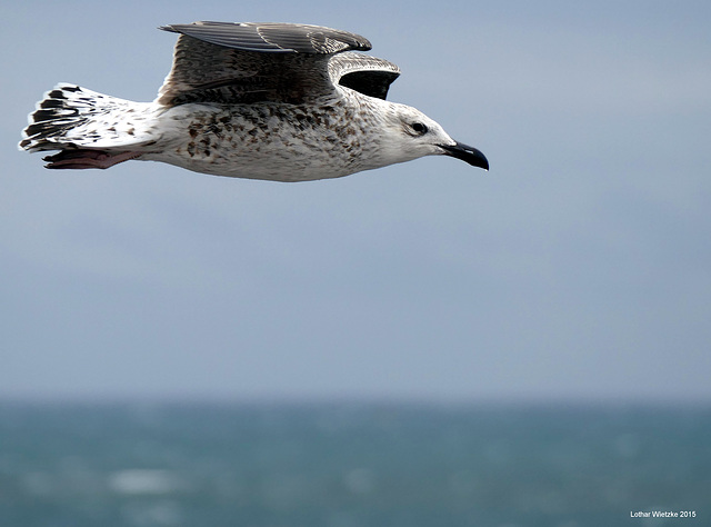 Über Makrelen kreisen...