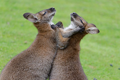 Jeux de wallabies