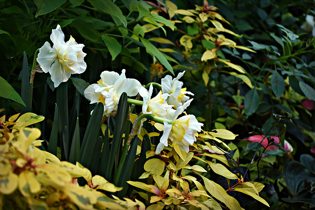 Springtime Beauty