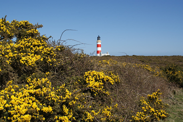 Point Of Ayre Lighthouse Behind The Gorse