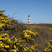 Point Of Ayre Lighthouse Behind The Gorse