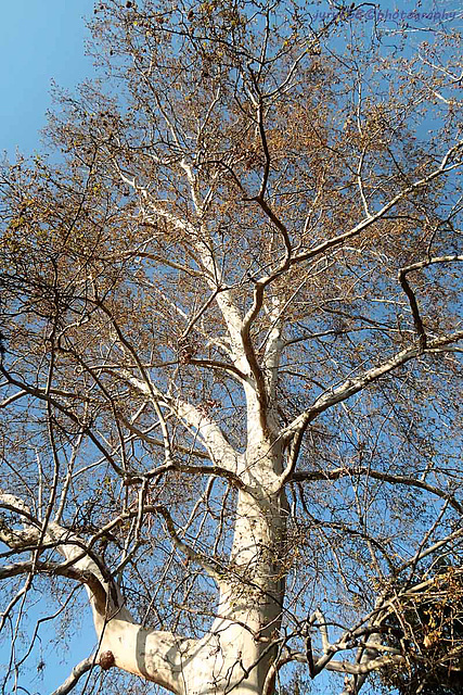 Plane Tree