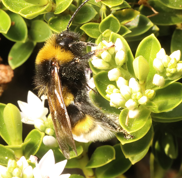 BumblebeeIMG 3310