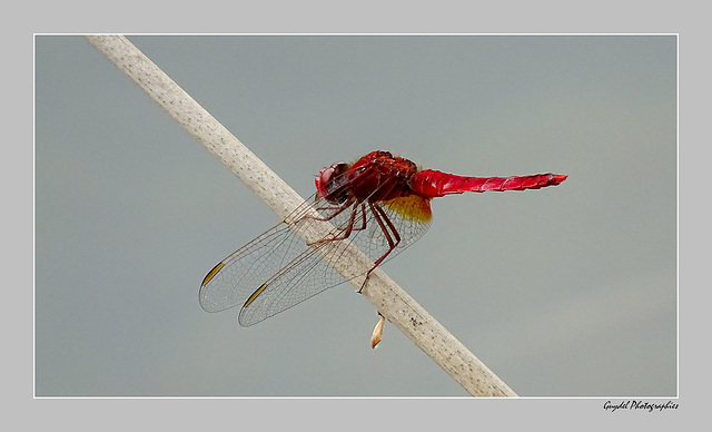 Crocothemis Erythraea