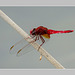 Crocothemis Erythraea