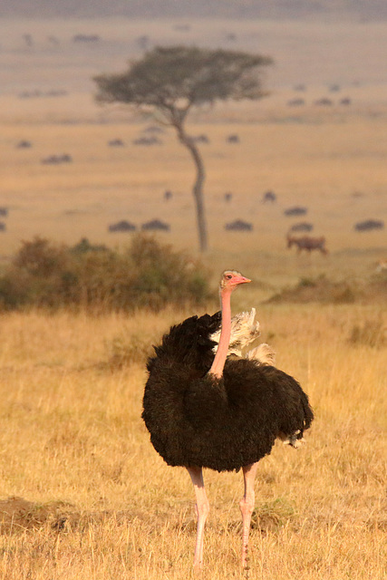 Male ostrich