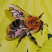 20100514 3475Mw [D~LIP] Frühlings-Seidenbiene (Colletes cunicularius), Bad Salzuflen