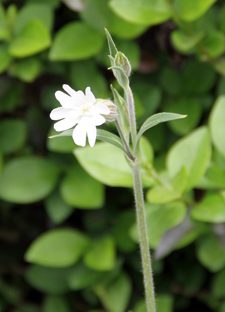 8 - Silène latifolia