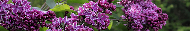 Syringa vulgaris -Lilas'Sensation'