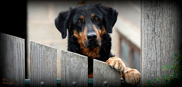 Portrait d' IDENE...