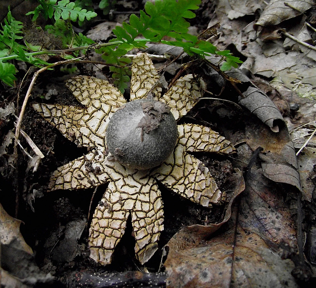 Champignon bizarre