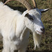 Billy Goat