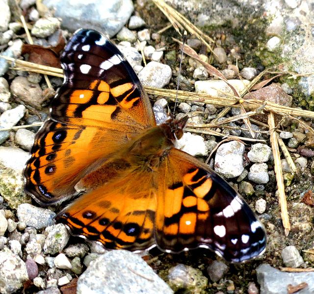 American Painted Lady (Vanessa cardui)