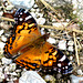 American Painted Lady (Vanessa cardui)
