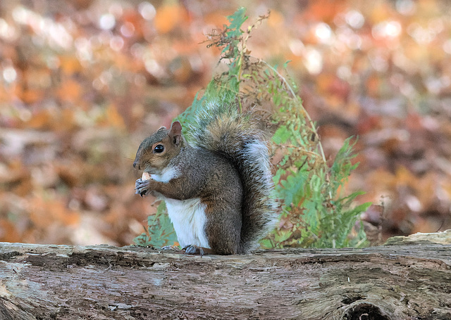 EF7A5497-CR2 DxO DeepPRIME -1squirrelv3