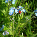 Coccinelle en Avril, les photographes jubilent !