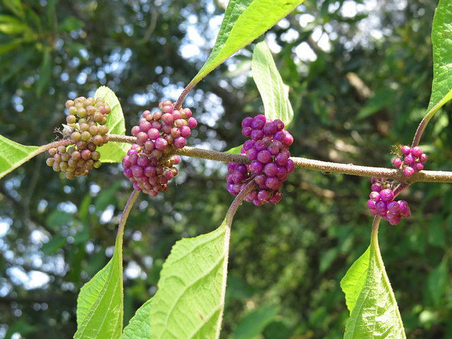 Callicarpa americana berries