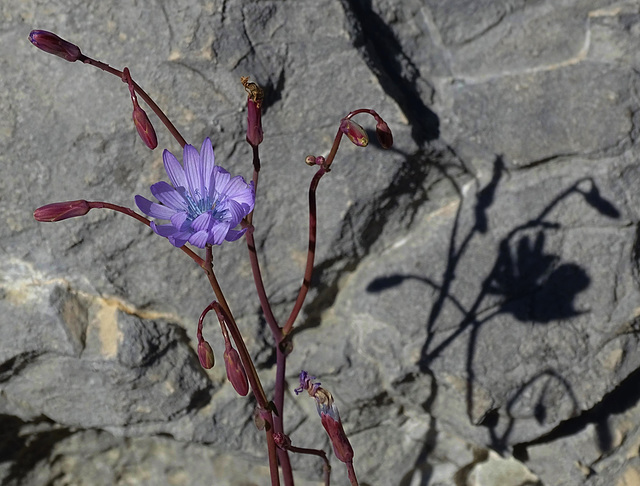 ...laitue vivace,poussant sur les sols rocailleux de nos calanques...