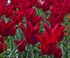 Red Tulips