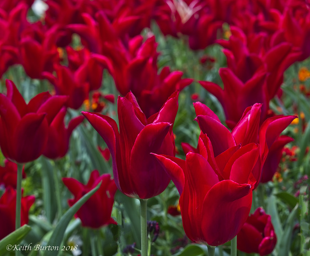 Red Tulips