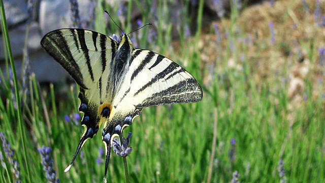 Segelfalter (Iphiclides podalirius)