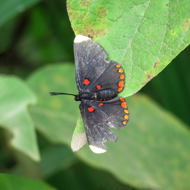 Day 6, Red-bordered Pixie, National Butterfly Centre Day 6, Red-bordered Pixie, National Butterfly Centre