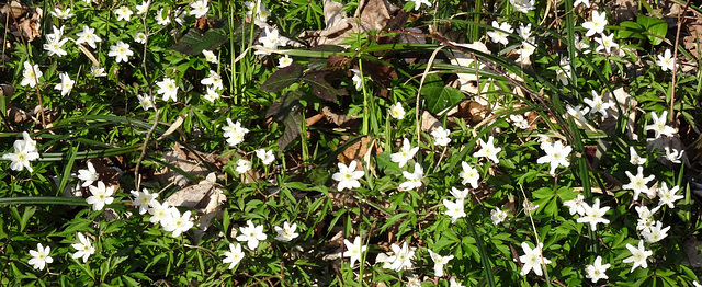 Anemone nemorosa