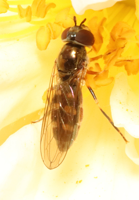 HoverflyIMG 3293