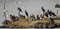 20210225 0030CPw [D~MS] Lachmöwe, Kormoran, Brandgans, Kiebitz, Münster