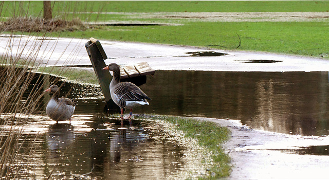 Wandseweg - überflutet (PiP)