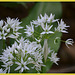 Allium Ursinum (Daslook)