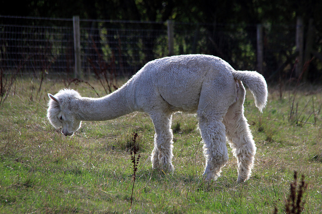 Alpaca