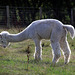 Alpaca