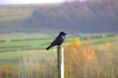 Carrion Crow