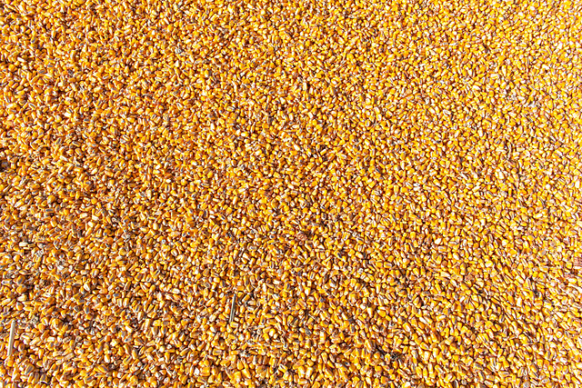 Grains d'ici