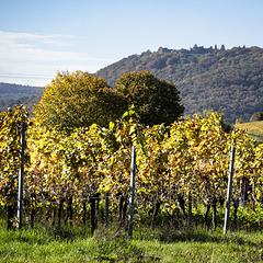 Herbst an der Weinstraße