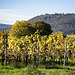 Herbst an der Weinstraße