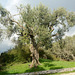 Greece, Kerkyra (Corfu), Old Olive Tree nearby «Kaiser's Throne» Observation Deck