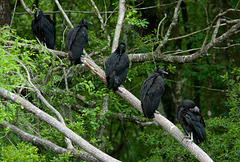 Black Vultures