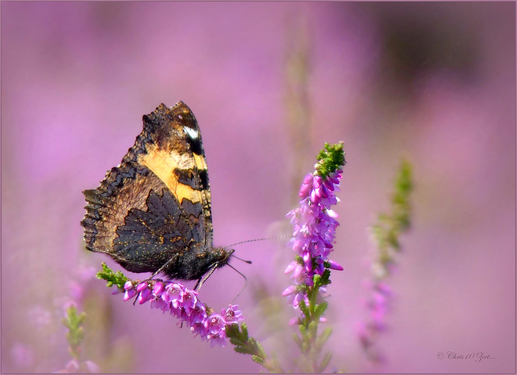 Small tortoiseshell ~ Kleine vos (Aglias urticae)...