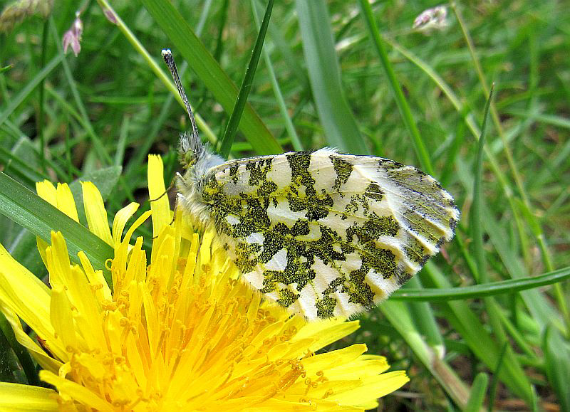 Aŭroro-papilio - ino